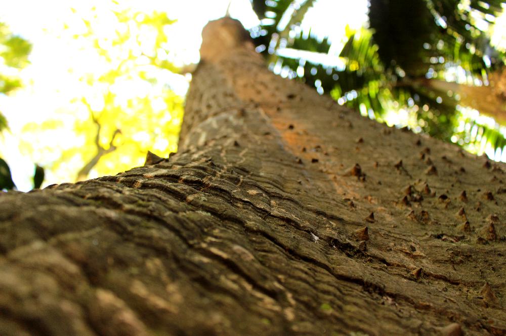 O arvorismo esta presente por todo Parque da Água Branca em São Paulo (Foto: La Viagem)