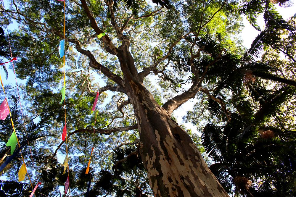 O arvorismo esta presente por todo Parque da Água Branca em São Paulo (Foto: La Viagem)