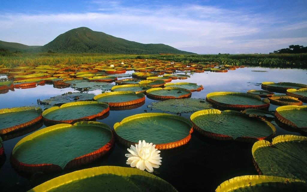 O Pantanal em Mato Grosso é propício para o turismo ecológico. (Divulgação / Foto: Barco Bonanca)