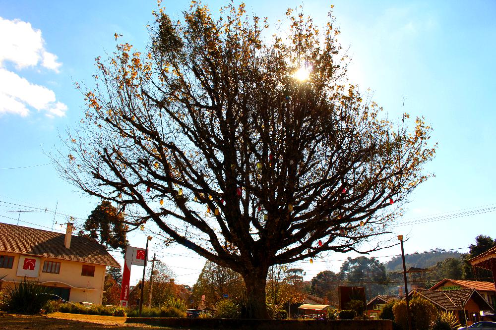 Em Monte Verde você encontrará muitas arvores centenárias. (Foto: La Viagem)