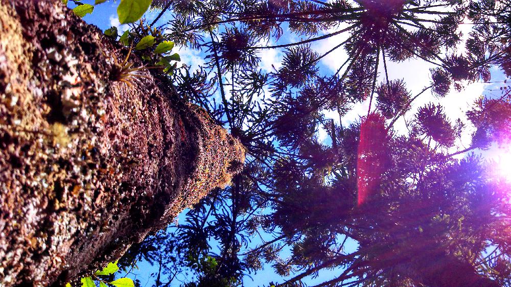 Existem muitas Araucárias em Monte Verde e em toda Serra da Mantiqueira, no estado de Minas Gerais. (Foto: La Viagem)