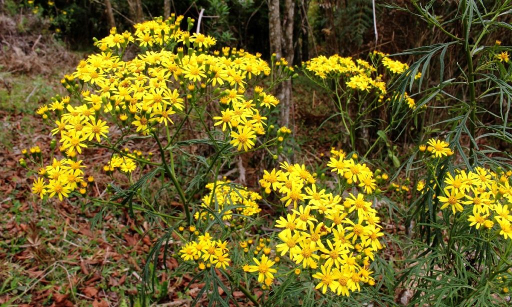 As flores fazem parte do cenário que leva as cachoeiras das 7 Quedas, do Retiro e Cruzeiro, na cidade de Gonçalves no Sul de Minas Gerais. (Foto: La Viagem)