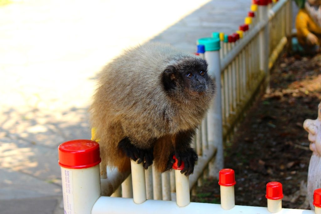 A diversas espécies de animais que habitam no Parque das Águas em São Lourenço, no Sul de Minas Gerais. (Foto: La Viagem)