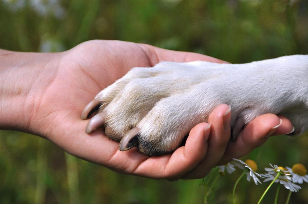 Respeitar os animais é uma das atividades praticadas no Ecoturismo. (Divulgação/Internet)