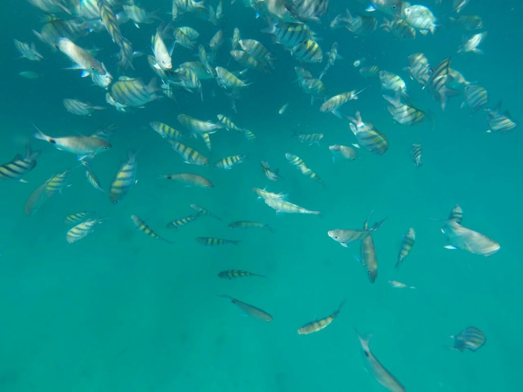 As águs cristalinas em Paraty proporcionam mergulhar com os peixes. (Foto: Thiago Tucunduva)