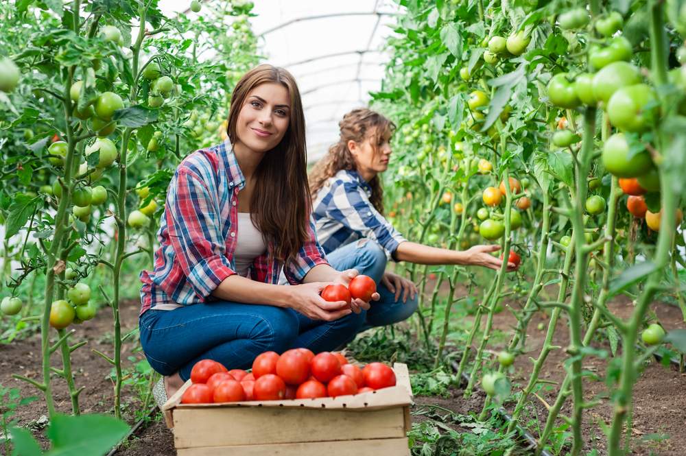 O WWOOF traz a experiência de trabalhar em fazendas orgânicas. (Foto: Internet)